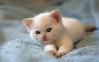 Cute cat