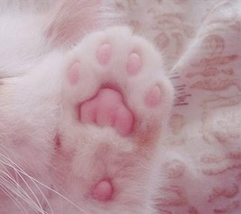 Whitepaw