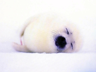 Baby seal