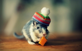 Cute mouse funny image