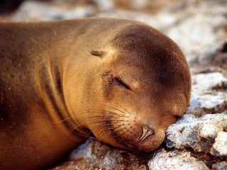 A soft pillow hd wide wallpaper for laptop