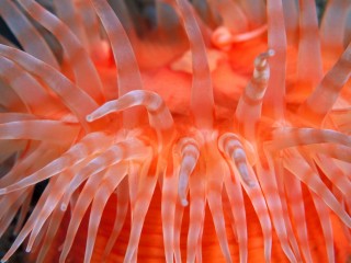 Anemone tentacles hd wide wallpaper for laptop