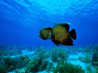 Angelfish hd wide wallpaper for laptop