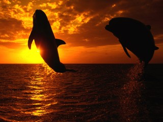 Aquatic symphony hd wide wallpaper for laptop