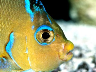 Atlantic blue angelfish hd wide wallpaper for lapt