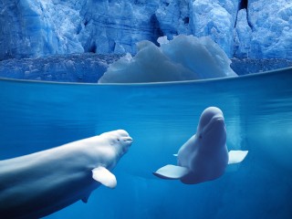 Belugas underwater hd wide wallpaper for laptop