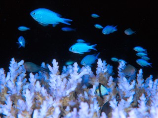 Blue damselfish hd wide wallpaper for laptop