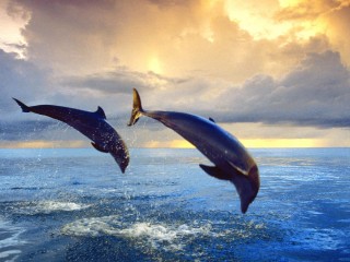 Bottlenose dolphins hd wide wallpaper for laptop