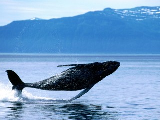 Breaching, humpback whale hd wide wallpaper for la