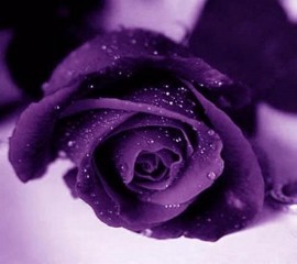 Cardinal purple rose