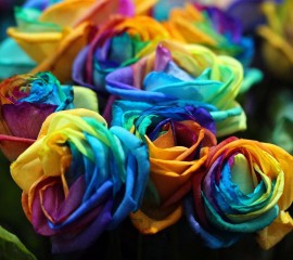 Colourful rose hd wallpap