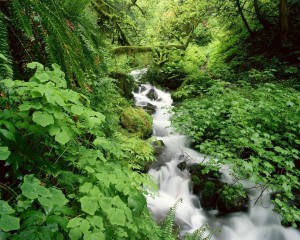 Green and water hd wide w