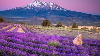 Lavender hd wide wallpaper for laptop