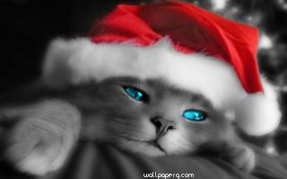 Christmas cat hd image for mobile