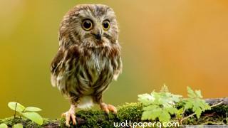 Owl smiling image