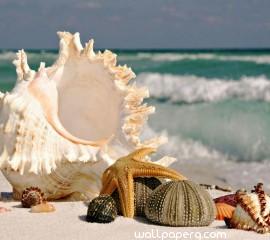 Sea shells hd wallpaper f