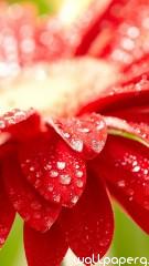 Amazing red flower hd wallpaper for mobile screen savers