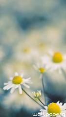 Chamomile hd wallpaper for mobile screen savers