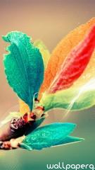 Colorful leaves hd wallpaper for mobile screen sav