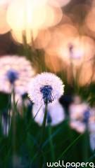 Dandelions hd wallpaper f