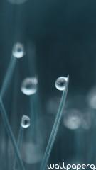 Drops dew hd wallpaper fo