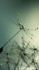 Drops on dandelion hd wallpaper for mobile screen 