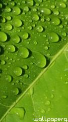 Drops on leaf hd wallpaper for mobile screen savers