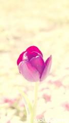 Flower bud hd wallpaper for mobile screen savers