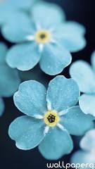 Forget me blue flowers hd wallpaper for mobile screen savers