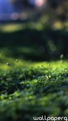 Grass level hd wallpaper for mobile screen savers