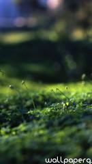 Grass level hd wallpaper for mobile screen savers