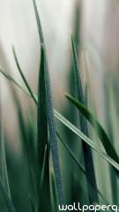 Green grass iphone 5 wallpaper