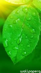 Green leaf iphone 5 wallp