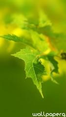 Green leaf macro iphone 5