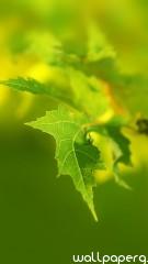 Green leaf macro iphone 5 wallpaper