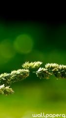 Green nature iphone 5 wallpaper