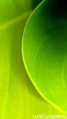 Leaf swirl iphone 5 wallpaper