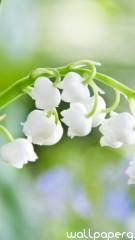 Lily of the valley hd wallpaper for mobile screen savers