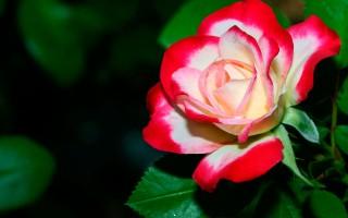 A delicate rose