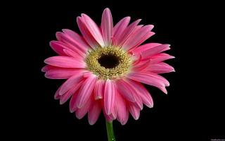 Beautiful pink daisy