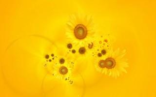 Bright yellow sunflowers