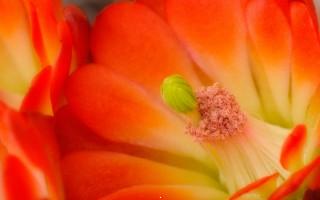 Claret cup cactus blossom