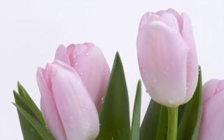 Lovely pink buds