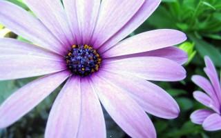 Purple aster