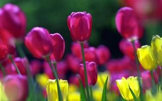 Spring tulips