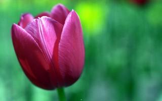 Tulip flower hd wide