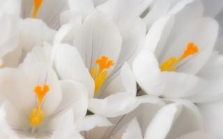 White crocus