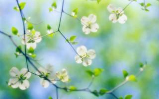 White dogwood blossoms