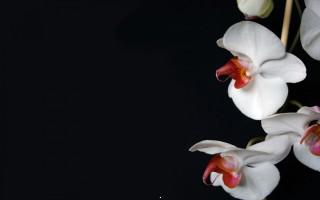 White orchid