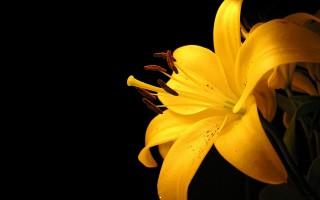 Yellow lily flower